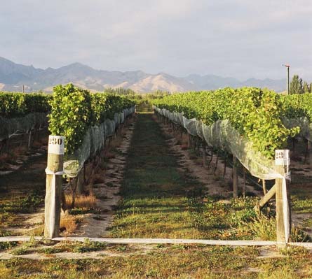 VineSmart - New Zealand Vineyard, Winery, Home, and Olive Grove For Sale - Marlborough, South Island, New Zealand  - Wine Real Estate